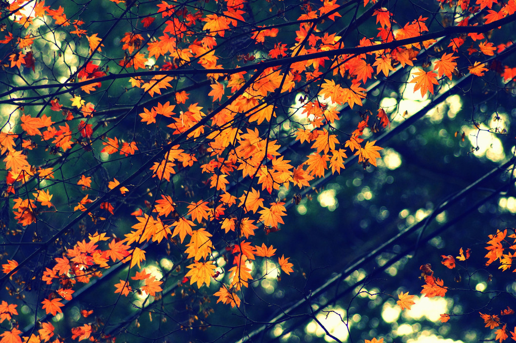 ファインダーを覗けば、もう秋景色。