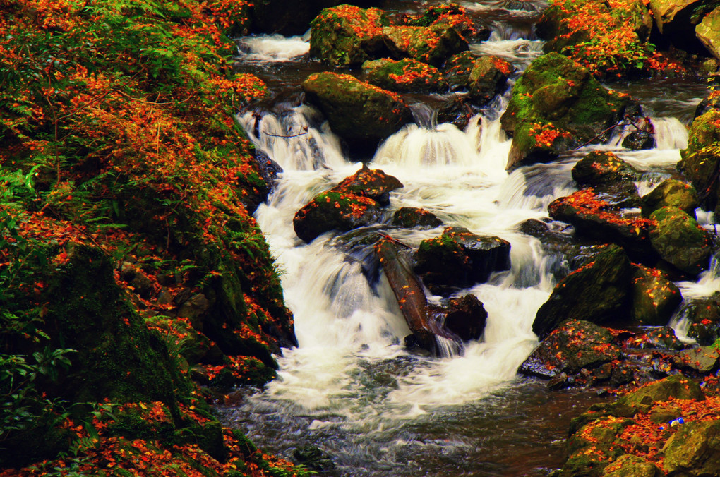 美しきかな、深秋の赤目滝、綺麗やな～～