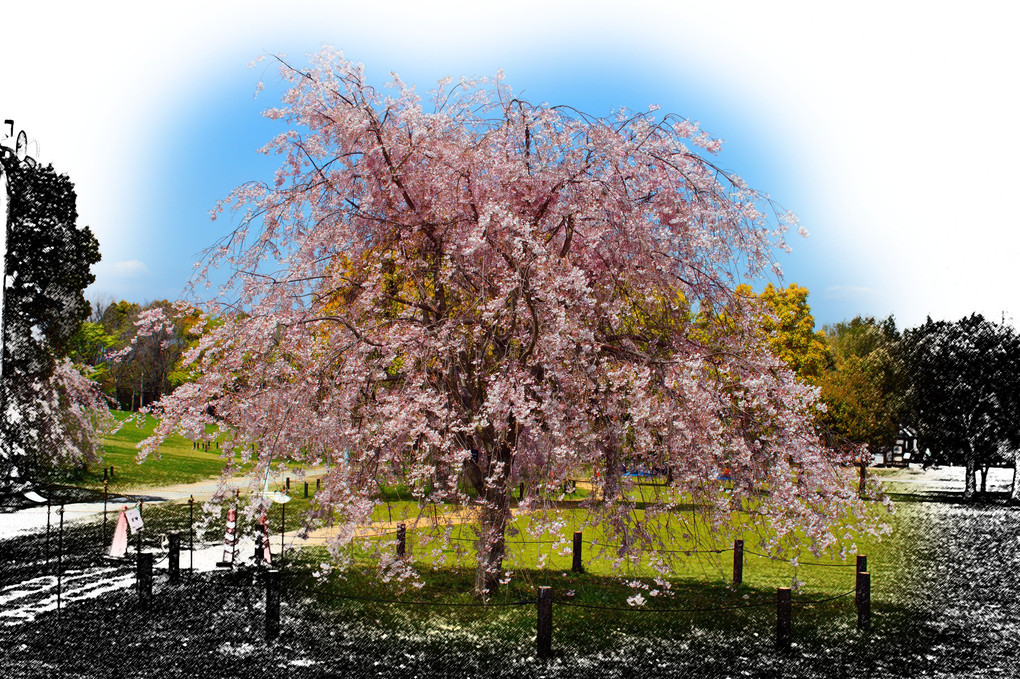 とても、目立つ大木桜、