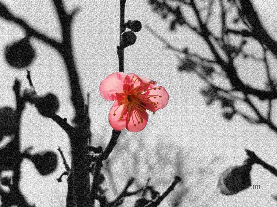 梅の花、三景可愛くお洒落に、撮りました。