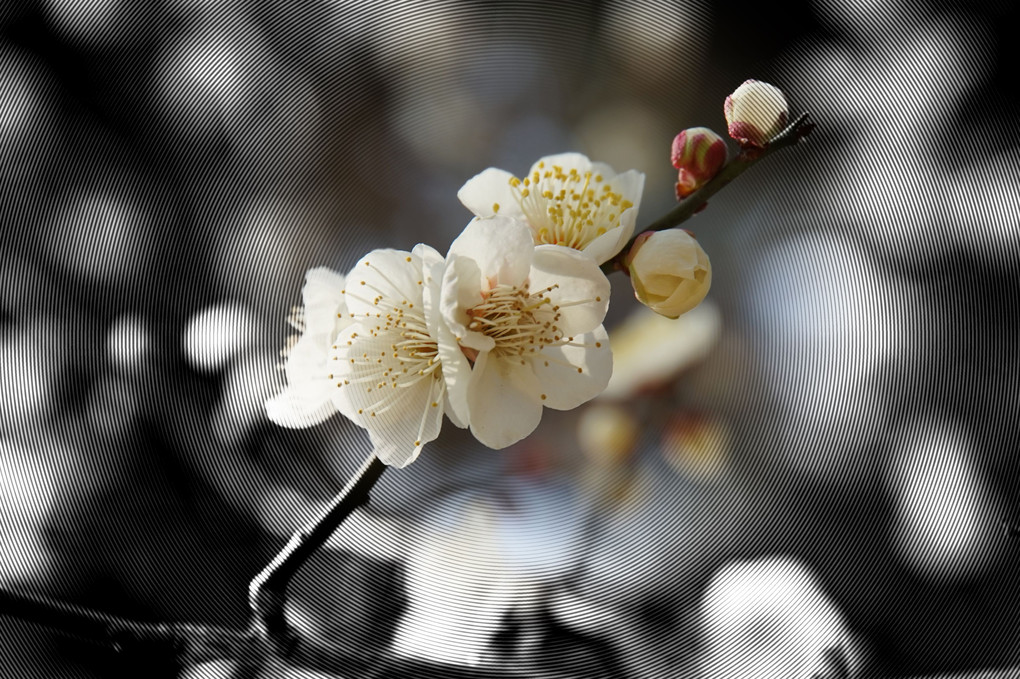 堺市、荒山公園の梅、