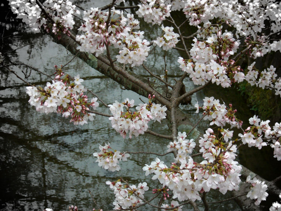 川面に垂れ下がる、小粋な桜、