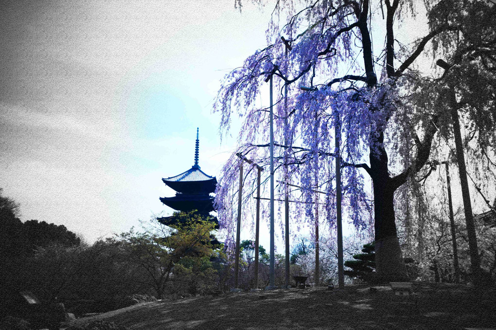 京都、東寺の枝垂れ桜、三景、