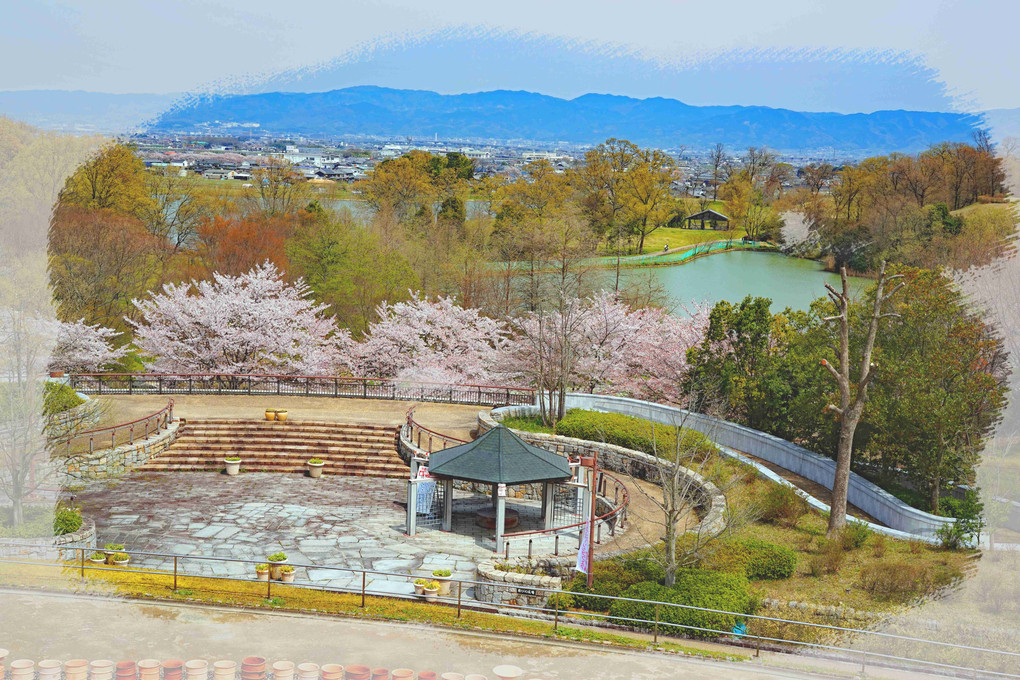 奈良、馬見丘陵公園、三景、花盛り。