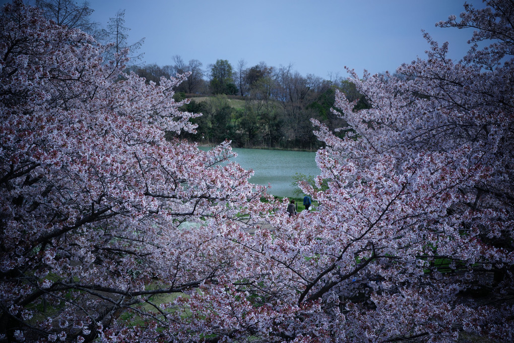 奈良、馬見丘陵公園、三景、花盛り。