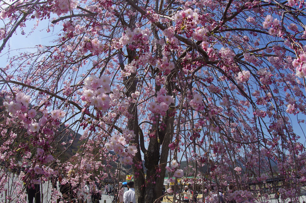 あ～～あ～～名残の桜、三景、蔵出しです。