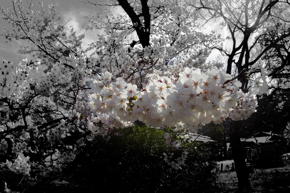 あ～～あ～～名残の桜、三景、蔵出しです。