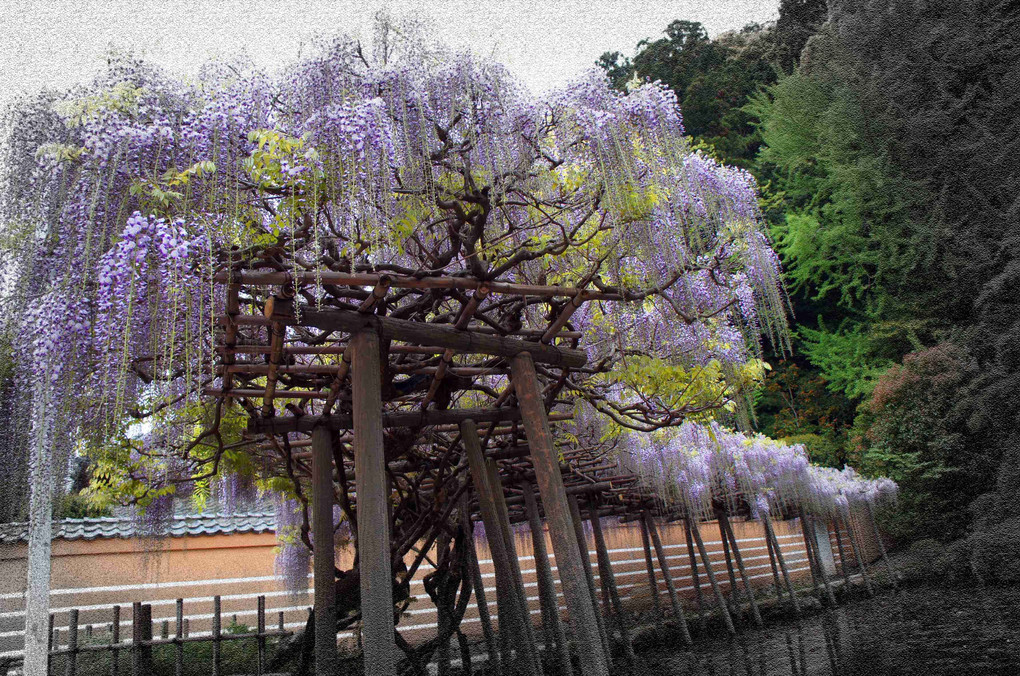 藤の花、三景、素晴らしいな～～蔵出しです。