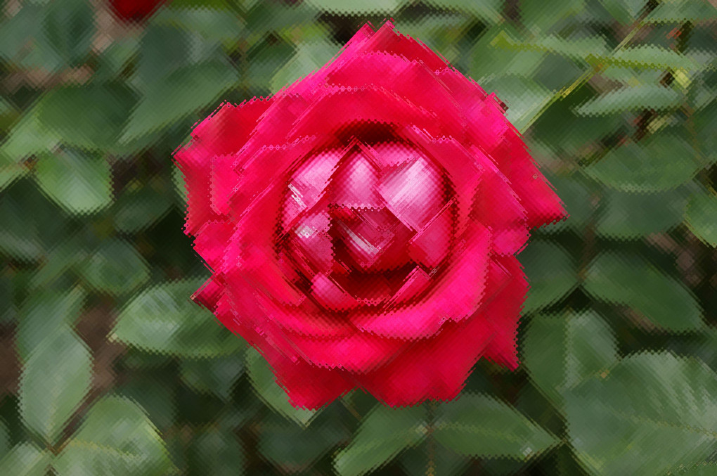 薔薇の花、三景、お洒落に撮ってみました。蔵出しです。