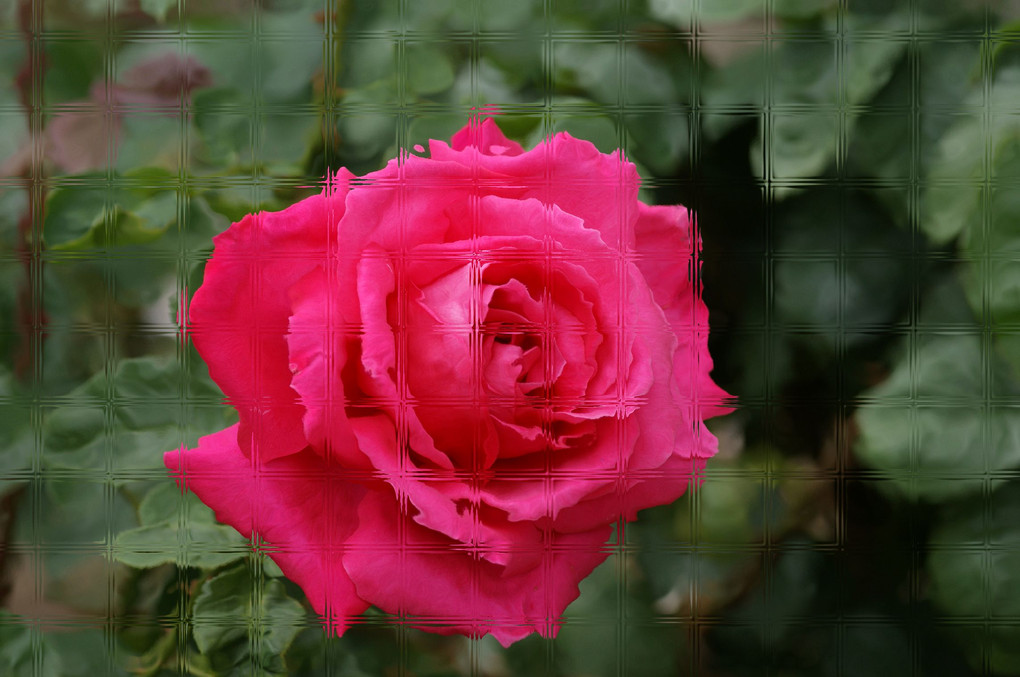 魅力の薔薇、二景、蔵出しです。