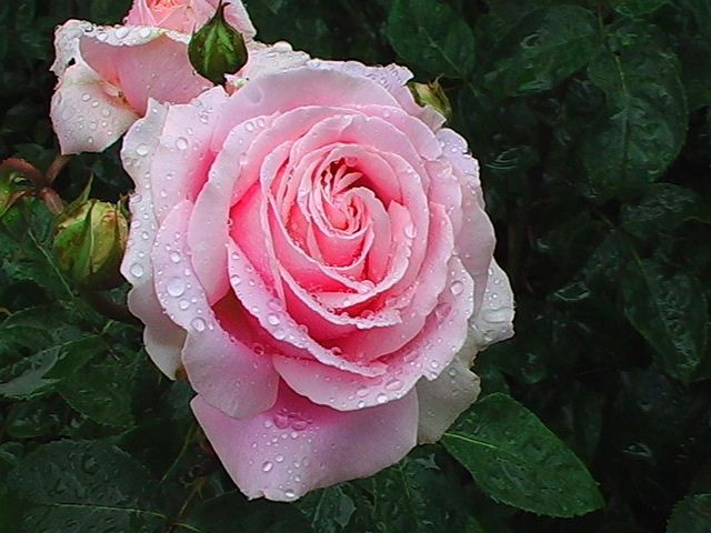 雨中の、魅力的なバラの花、三景、