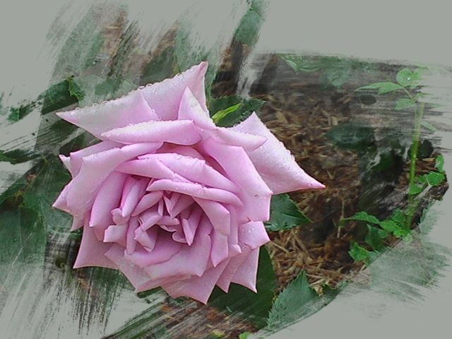 雨中の、魅力的なバラの花、三景、
