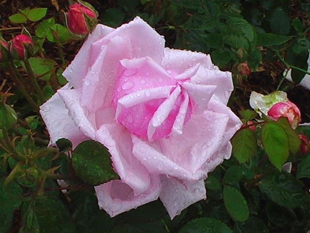 雨中の薔薇三景、雨が似合うね～～
