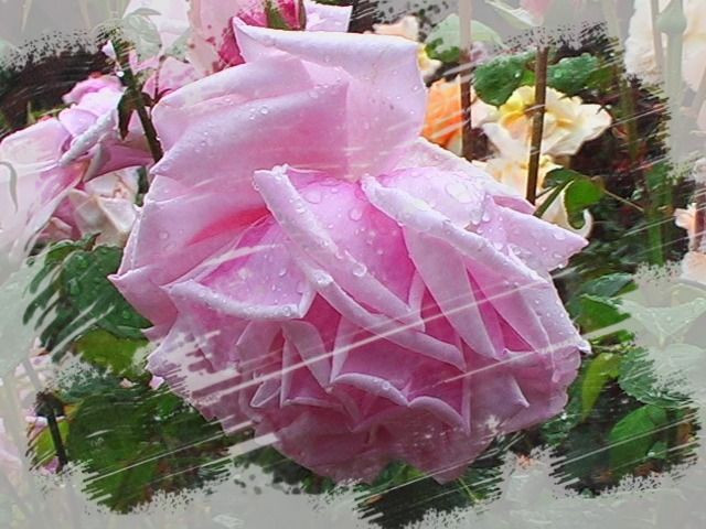 雨中の素敵な薔薇、三景、