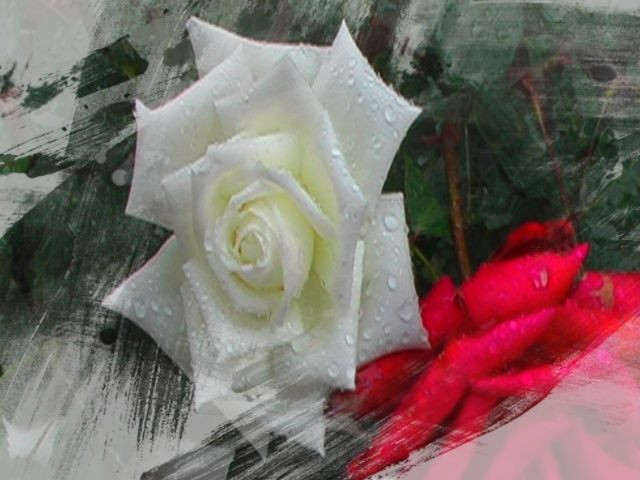 雨中の素敵な薔薇、三景、