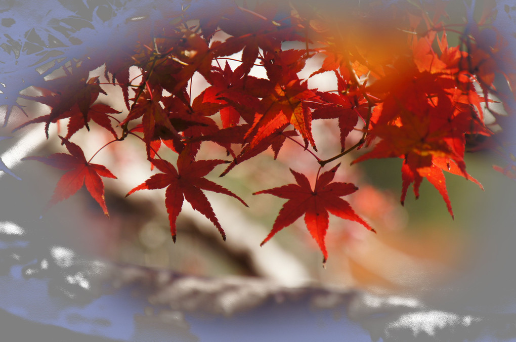 秋色京都、ぶらり歩き、三景、