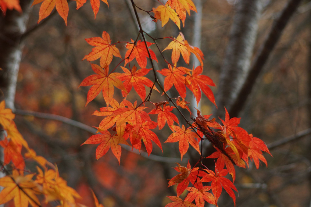 紅葉狩り、四景、言うまでもなく、美しいな～～