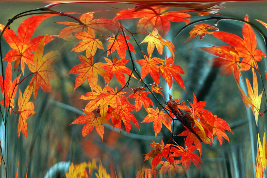 紅葉狩り、三景、自然の凄さを、見てほしいな～～