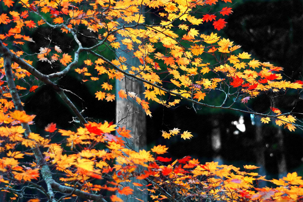 紅葉狩り、三景、自然の凄さを、見てほしいな～～