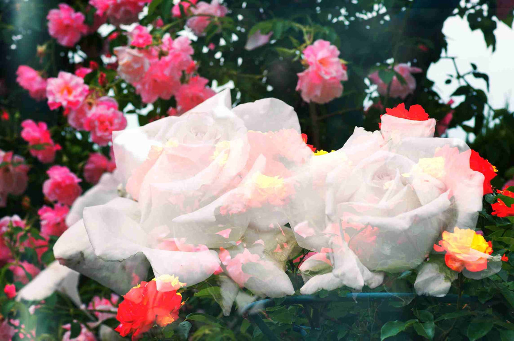 魅力的に、薔薇三景、綺麗やな～