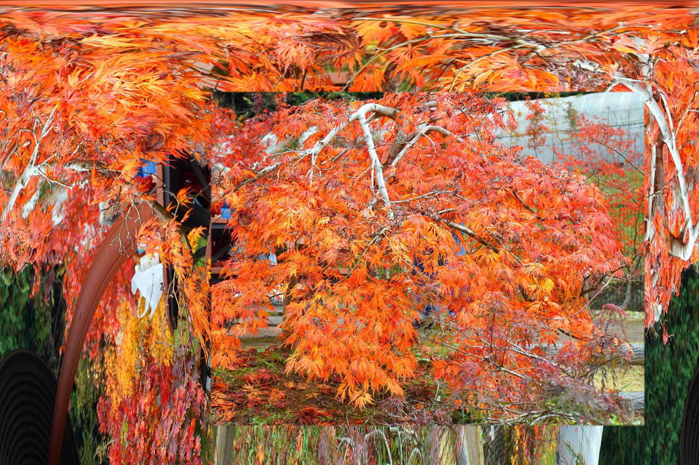 奈良の秋、撮り歩き三景、大宇陀．