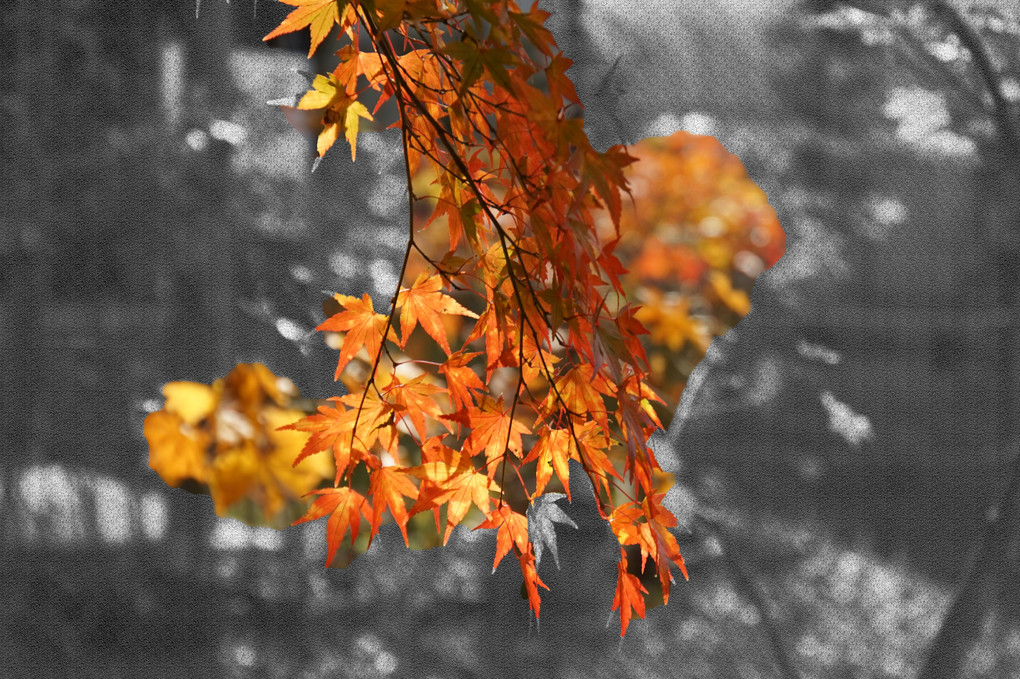 奈良の秋、撮り歩き三景、大宇陀,