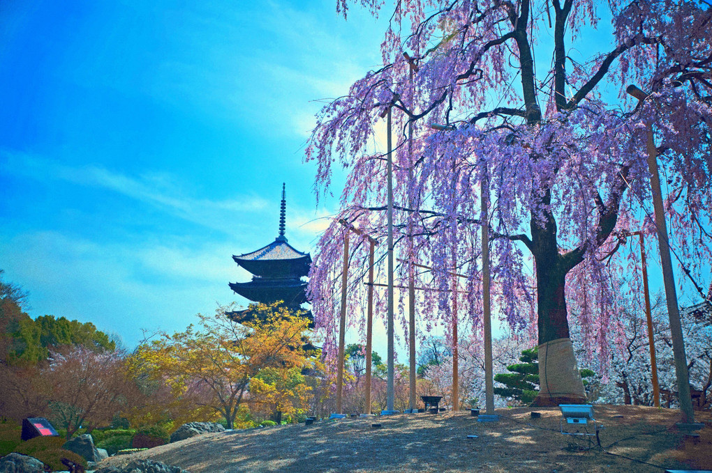 京都、東寺の枝垂れ桜、豪華絢爛、(残念、蔵出しです)