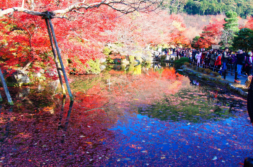 京都、清水寺、の池風景、残念ですが、去年の蔵出しです。