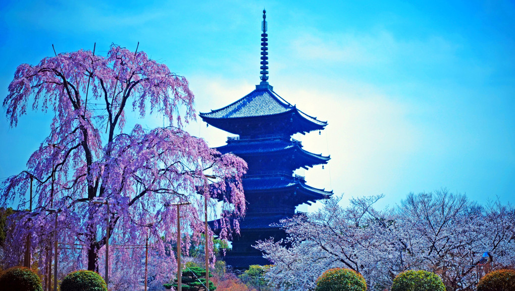 京都、東寺の、枝垂れ桜に、霞む五重塔。