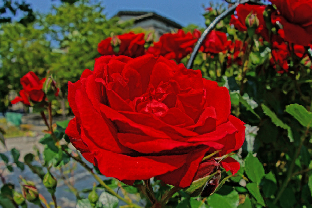 情熱の、赤い薔薇、良い雰囲気ですわ～～