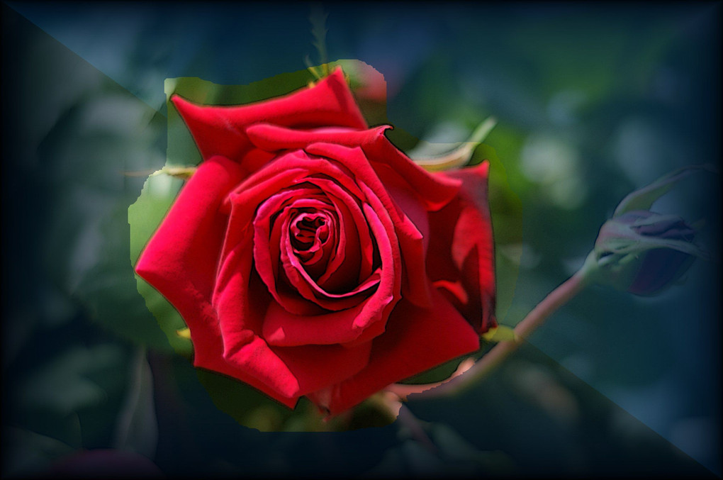 魅惑の赤い薔薇、