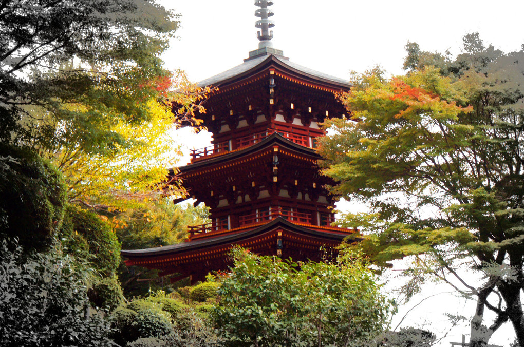 秋色に染まりゆく、岡寺三重塔。