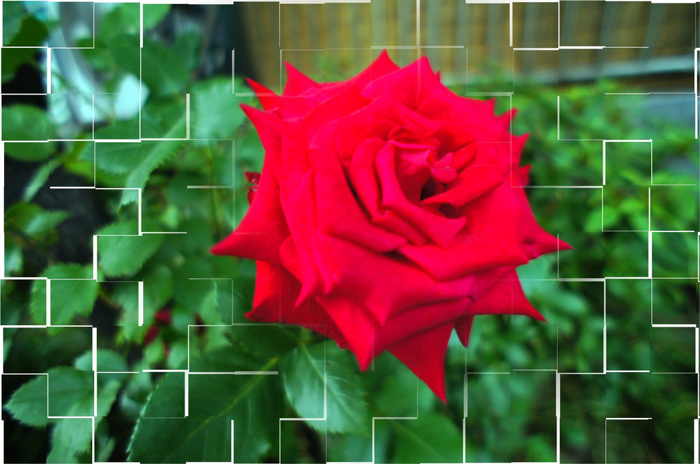 情熱の赤い薔薇、一輪、あなたへ～～