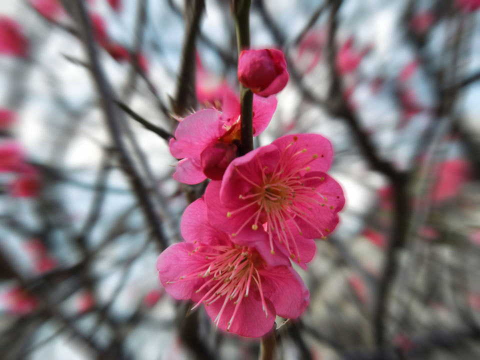 春の足音、梅三景、気取って撮ってみました。