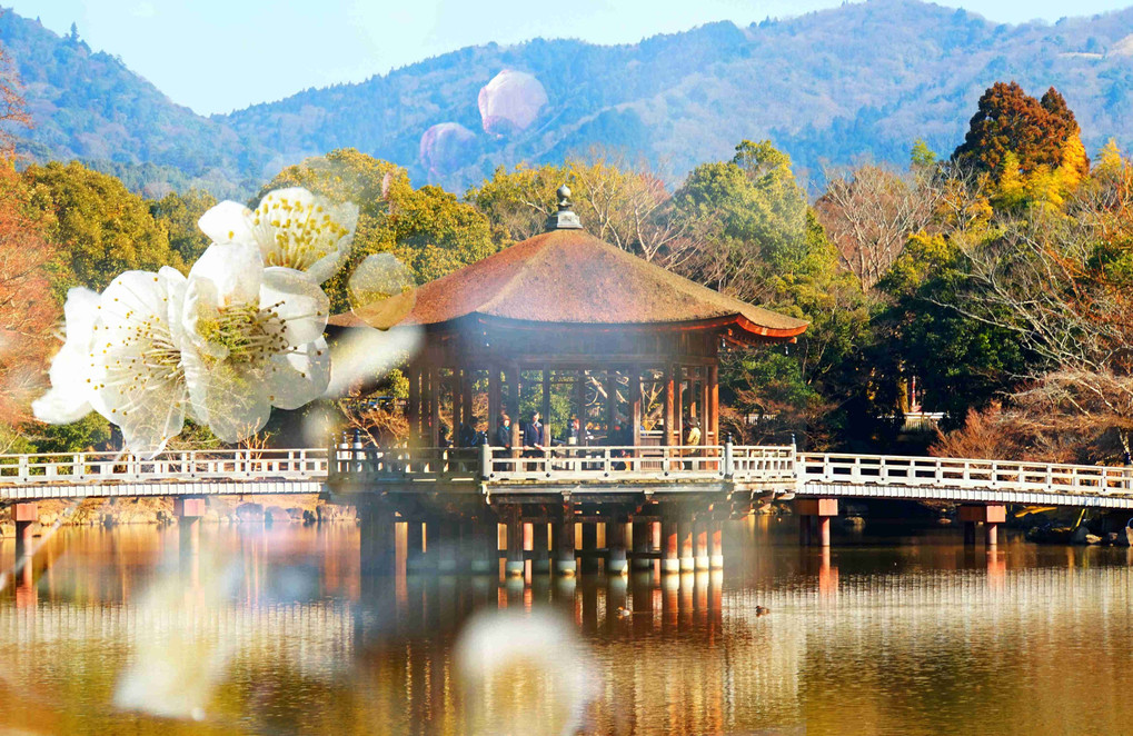 奈良公園、梅風景、四景、