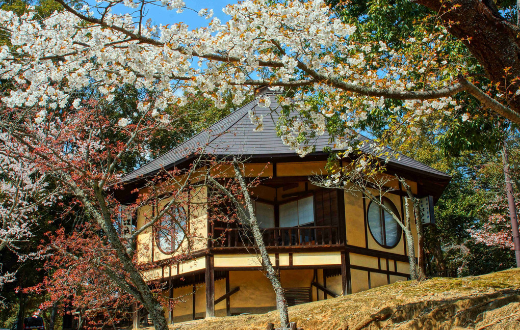 奈良公園、ぶらぶらお花見、四景、