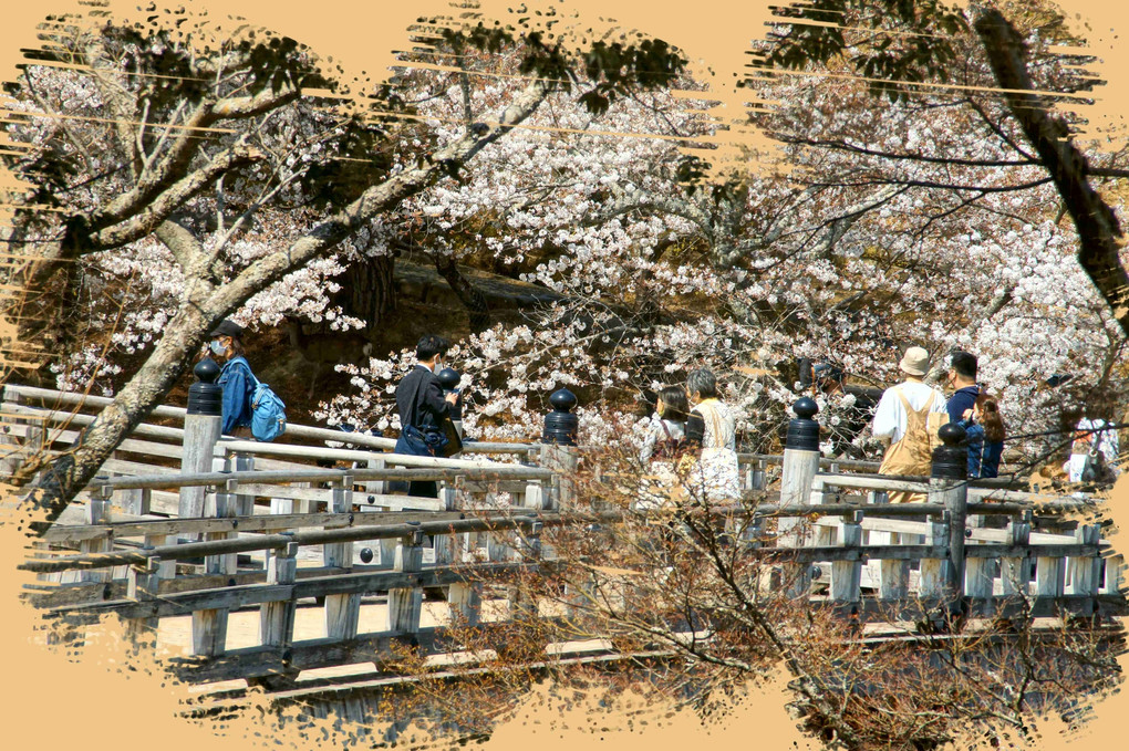 春を求めて、奈良公園、素晴らしいな～～