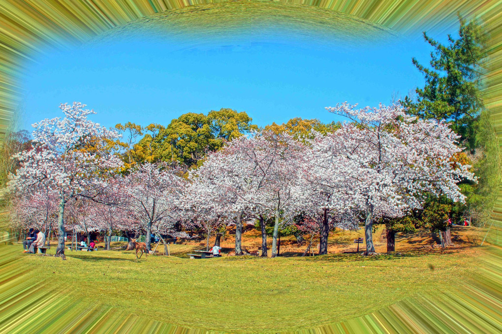 春を求めて、奈良公園、素晴らしいな～～