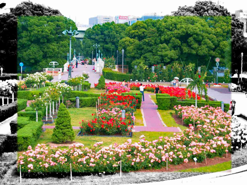 大阪街ブラ、中之島公園、バラ風景四景、蔵出しやで～～