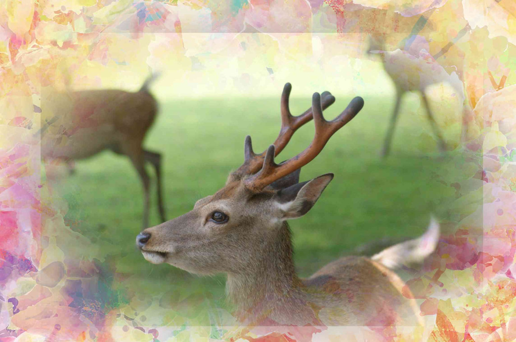 奈良公園、ぶらり三景、撮り歩き、面白いよ～～