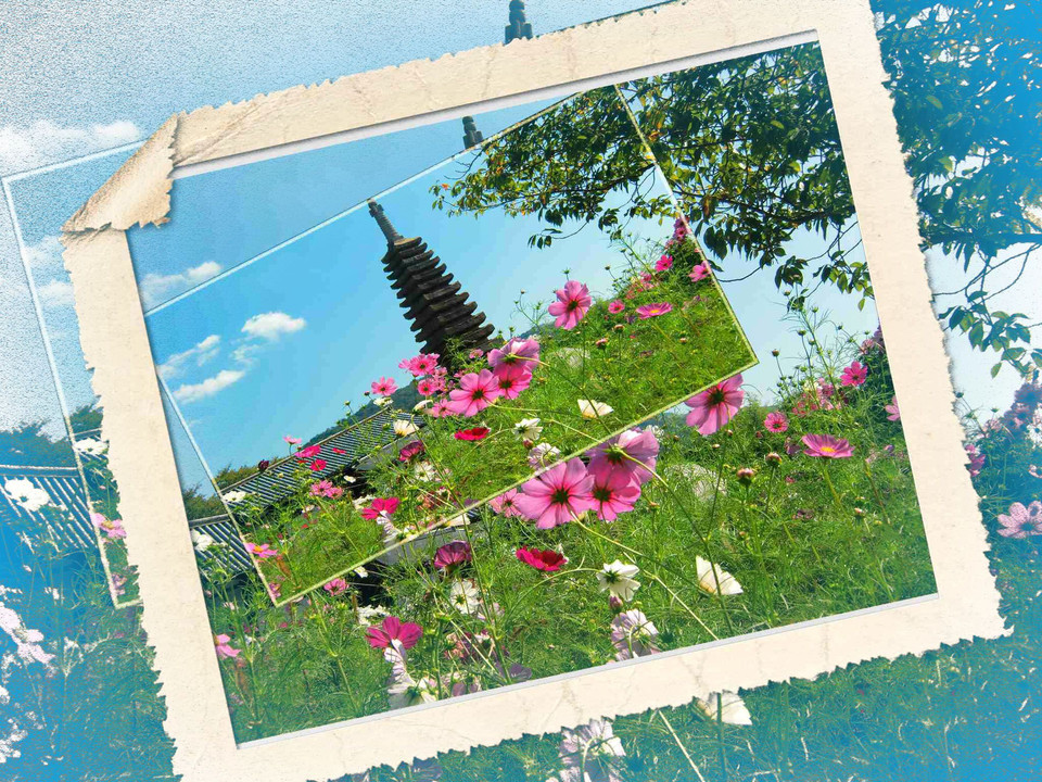 秋桜三景、奈良般若寺、蔵出しでっせ～～楽しいよ～～見てな～～