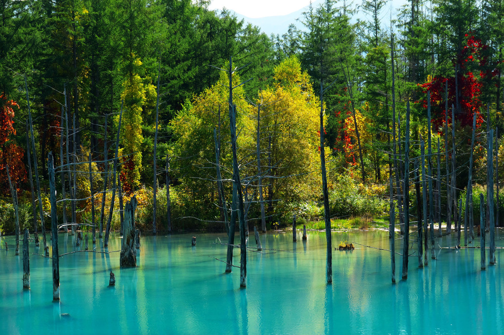 青い池と白ひげの滝