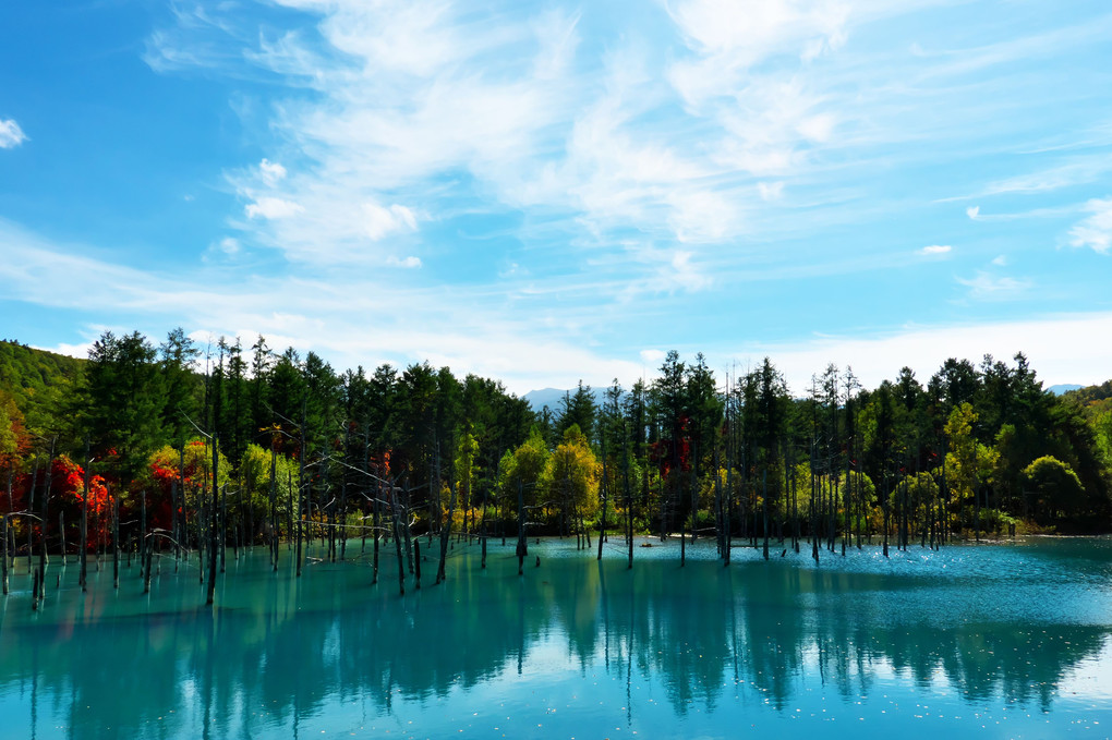 青い池と白ひげの滝