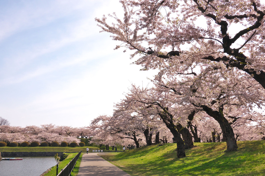 五稜郭の桜