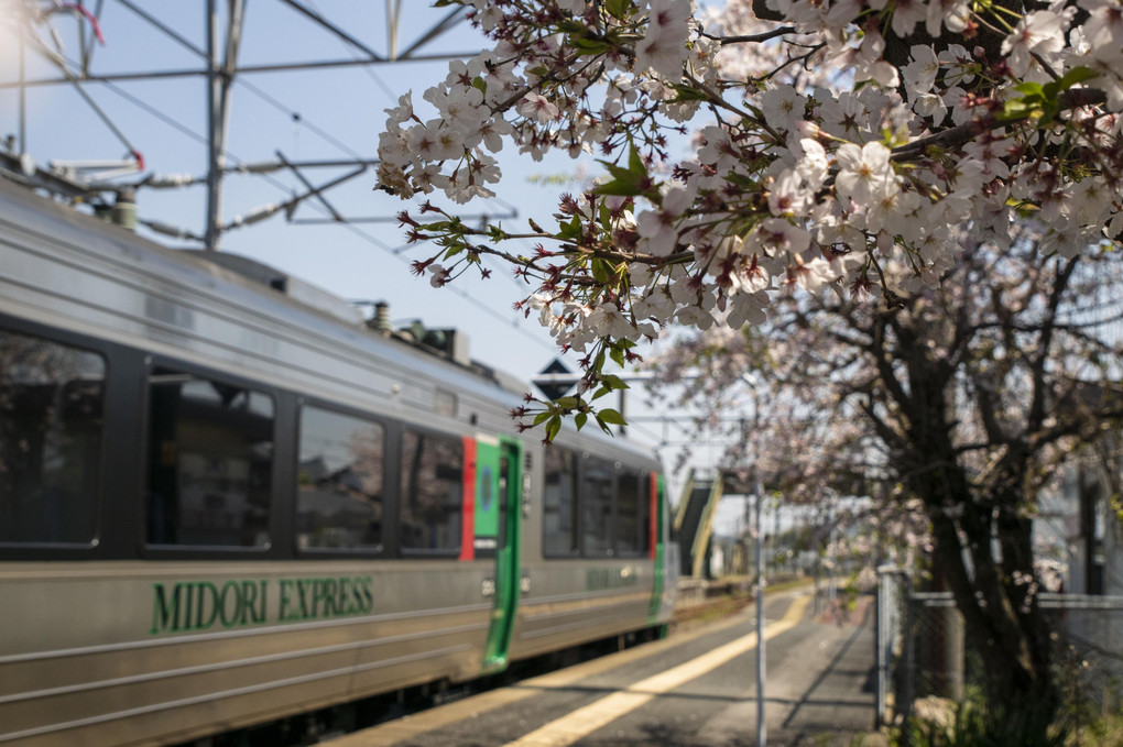 桜散り始めの頃