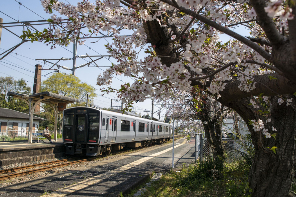 桜、散り始めの駅