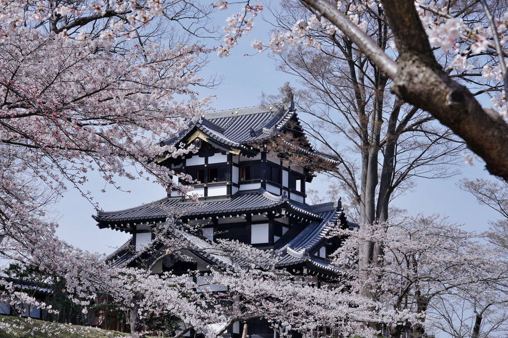 高田公園の桜