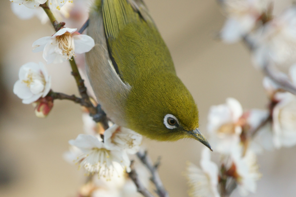 花粉を付けて大忙し