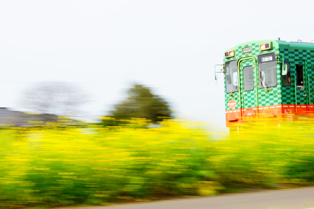 真岡鉄道　イチゴ列車と菜の花