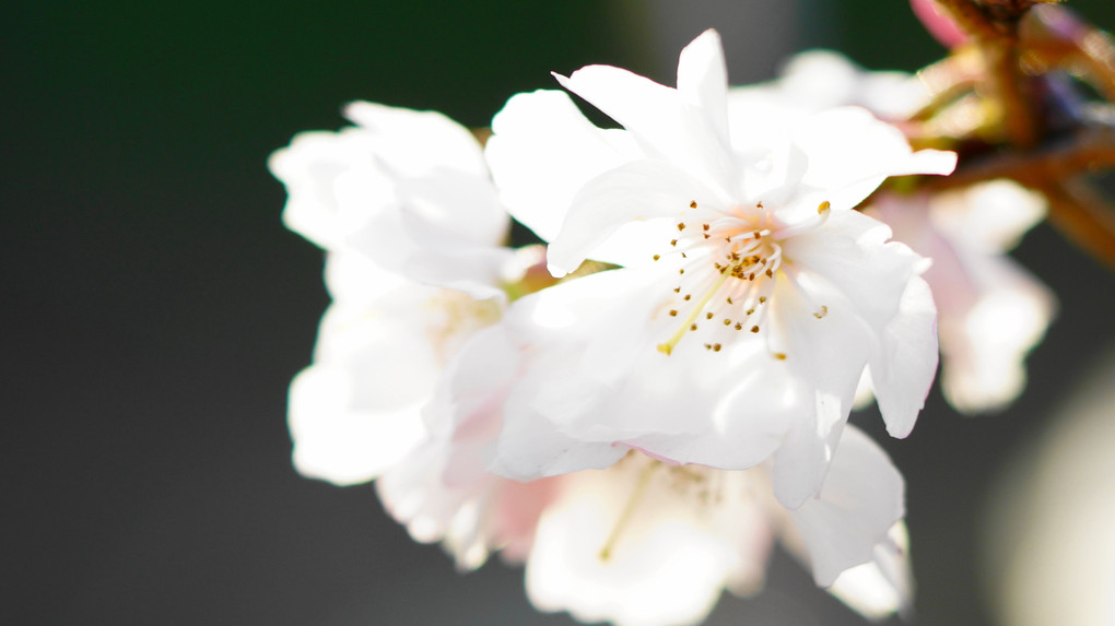 凛として　十月桜が　花開く